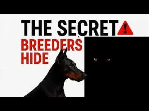 The Secret Power of Dobermans Revealed!