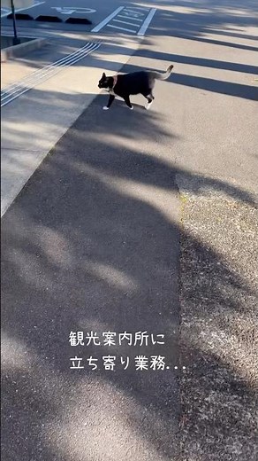 A packed Setsubun day👹 Living with a cat