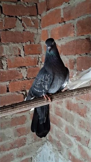 Black pigeon 🕊️ #pigeon #Kabutar #kabootar #shortsfeed #youtubeshorts
