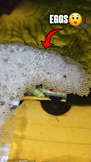 Betta Breeding Top Secret 🤫 — 😲 Agar aap Betta Fish breeding suru karna chahte ho, to ye video aapke liye gold hai! ❤️💙 Video ko end tak dekho… Best results guaranteed! 💯🔥 . Like /share / follow me for more ❤️ . #shortsvideo #fishshorts #bettafish #bettafishbreeding #betta #bettabreedingtips #bettalovers #bettaplanet #tropicalfish #aquariumhobby #fishkeeping #viralvideo #reelsviral #ytshorts #trendingshorts | Loading The Hobbiest