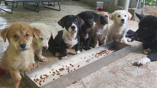 Puppies eat on command after countdown in Guangxi, China
