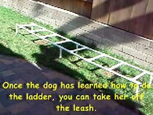 Dog Agility Training 'Tips' - Agility Ladder