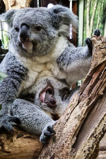 409K views · 7.8K reactions | Wenn ein Arm, ein Bein oder ein Gesicht aus einem Bauch herauslugt, dann ist Halloween - oder es ist Koala-Nachwuchs 朗 Im Beutel von Erlinga wächst im Koala-Haus des Zoo Leipzig ein Jungtier heran. Wir freuen uns auf zahlreiche Beobachtungen und Beobachter - und laden zudem vom 31. Oktober bis zum 2. November zu unserem Halloween-Spektakel in den Zoo Leipzig ein. | Zoo Leipzig | Facebook