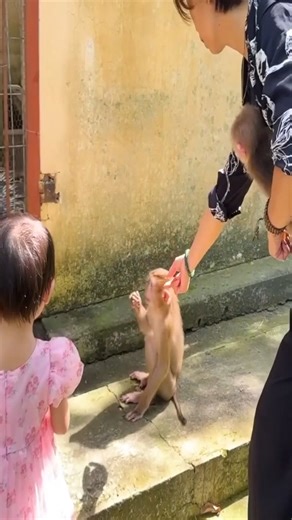 117K views · 2.1K reactions | Monkey Kaka hugged her father after many days of separation | Macaque Video | Facebook