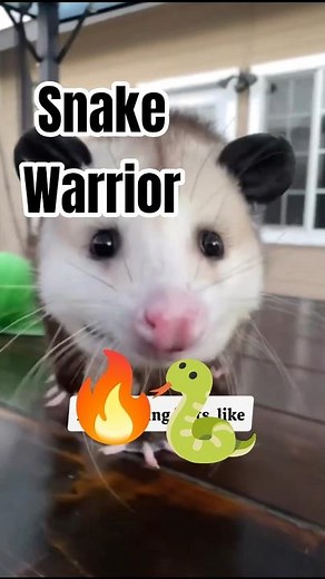 Top 5 Amazing Opossum Facts | Venom Proof