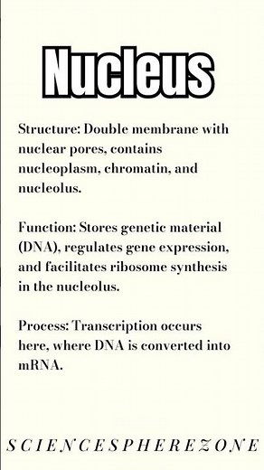 Nucleus structure and function | what are function and structure of nucleus in cell? #Biology