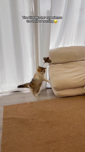 Over 802K peoples' common choices, it sells well on Amazon, and now it's half price on Tiktok, and I also recommended this lovely toy to my bestie Hazel #flappingbirdtoy #catsoftiktok #catsoftiktok #cattoys #cats