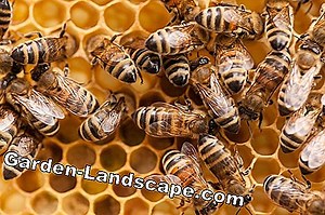 Care of the garden: Wild Bee House: Building a Wild Bee Nest - DIY Guide | 2025