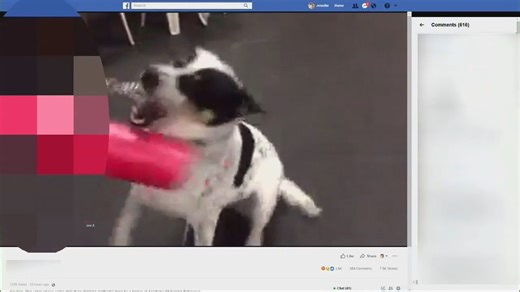 Viral dog training school video prompts former workers to file complaints