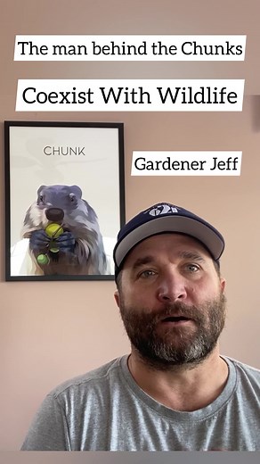 10K views · 1.7K reactions | Meet the man behind the Chunks, Gardener Jeff. Listen to his story on how the Chunks changed his outlook on coexisting with wildlife. Wild Souls Wildlife Rescue and Rehab Animal Planet National Geographic Adventure Animal Help Now #wholesomecontent #wildlife | Chunk The Groundhog | Facebook