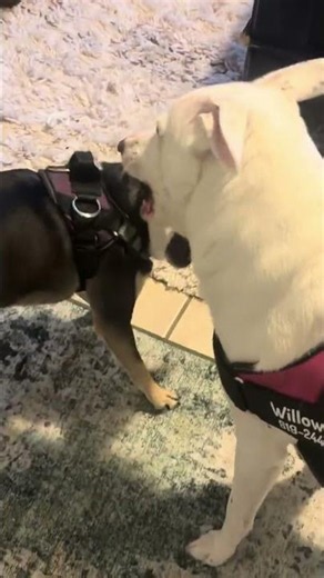 Responsible Pet Parenting: Why Picking Up Your Dog’s Poop Matters