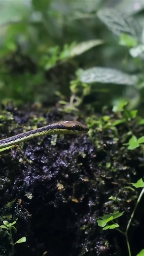 2.1M views · 46K reactions | My tiny snake is missing  #AntsCanada #ACfamily #antloveforever | AntsCanada | Facebook