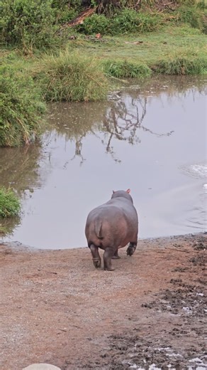 INSPIRE TANZANIA SAFARIS 🇹🇿 on Instagram: "Don’t just imagine it—experience it! Book a safari with us and complete it with an unforgettable balloon ride over the Serengeti. Witness the breathtaking plains from above, with herds of zebras, wildebeests, and more moving below. It’s a once-in-a-lifetime adventure! WRITE NEW MEMORIES ON YOUR HONEYMOON BY BOOKING A 10-DAY WILDLIFE SAFARI COMBINED WITH ZANZIBAR ISLAND EXCURSION. A safari to Tanzania is one of the most memorable way to spend time with