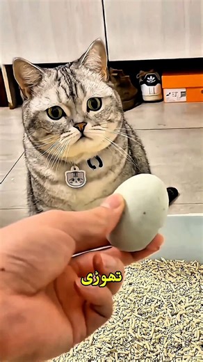 Cat Adopts a Duckling Like Its Own! 😲🐱🦆