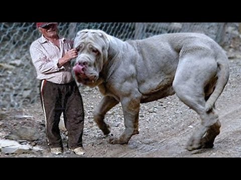 15 Most Expensive Dog Breeds In The World