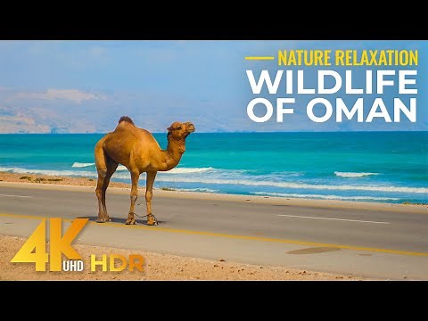 Wildlife of Oman in 4K HDR - Wild Animals and Birds of Middle East in their Natural Desert Habitat