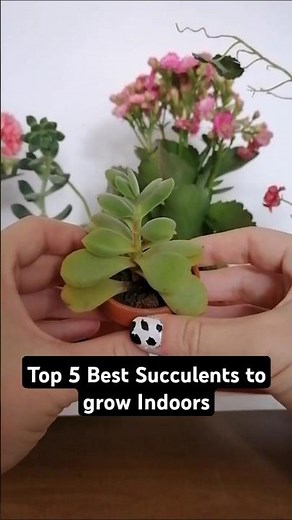 Top 5 Best Indoor Succulents to grow indoors for Beginners