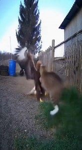 4.9M views · 73K reactions | CCTV footage of cat saves a chicks from eagle attack #cat #pet #fblifestyle | alyx star | Facebook