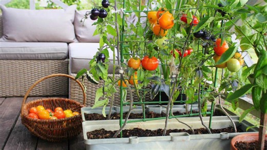 Grow better tomatoes this year by avoiding these common mistakes