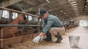 Adult Caucasian handsome man farmer giving fresh hay to goats in shed at work. Male feeding farm animals. Brown goat. Countryman gives food to cattle in farmland. Livestock barn concept