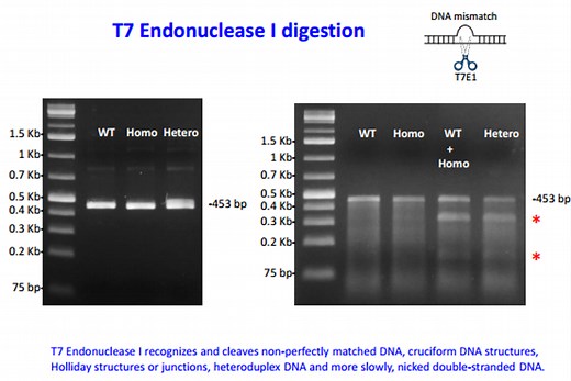 CRISPR / Cas9 原理與應用