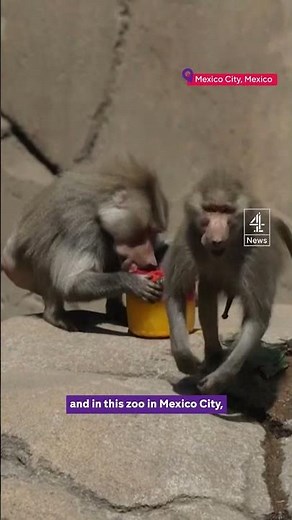 Mexican monkeys dying during heatwave