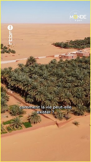 Un oasis dans le désert Algérien ! 💦🌴 | Un Monde à part - RTBF