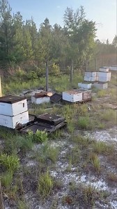 🐻 🐝=💥 Well… it looks like one of our local “taste testers” couldn’t resist the sweet smell of Tupelo honey. A curious bear paid a visit and gave one of our hives a rough wake-up call! Nature has a way of keeping us humble (and on our toes). We do what we can to protect our bees, but sometimes wildlife gets the upper hand. Don’t worry — the bees are bouncing back and we’re reinforcing our defenses. 🐾 (And yes, bears really do love honey!) #BearProblems #BeekeepingLife #TupeloHoney #BeeStrong 
