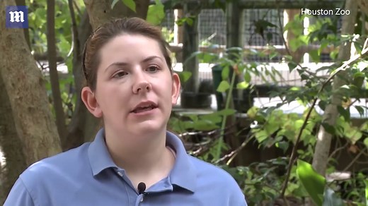 New species of moustached monkey identified by scientists