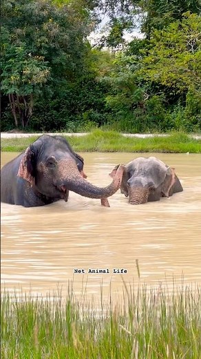 The Power Roaring Of Elephant 🐘 #elephant #animals #power #roaring #shorts