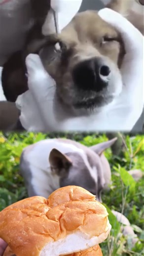 dog botfly remove treatment #dog #botfly #care | Juwel Pigeon Loft