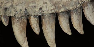 This 66-Million-Year-Old Fossil Is Rewriting Everything We Know About Dinosaurs