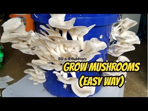 Grow Oyster Mushrooms the EASY way!!