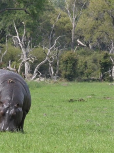 Do Hippos Fart on Predators? Dung Showering Explained