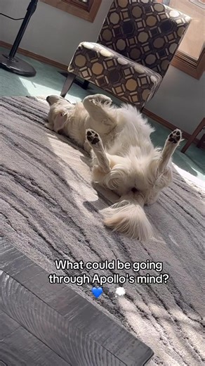 Countdown to Apollo's thoughts: 3…2…1… 💭🐾💙#goldenretriever #petsoftiktok #fyp #apollo #foryourpage