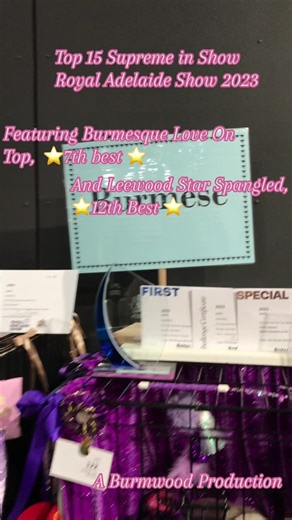 Burmese Cats Shine at Royal Adelaide Show 2023