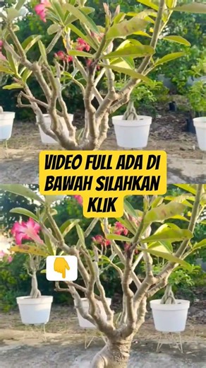 CARA Memangkas ADENIUM Untuk MELEBATKAN BUNGA & Bonggol Yang Lebih BESAR