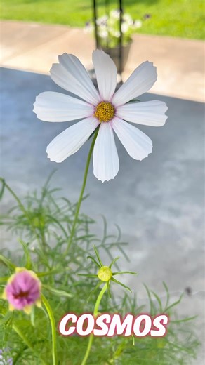 Cosmos is a genus of flowering plants in the sunflower family. The flowers are native to Mexico and come in a variety of colors. The genus name comes from the Greek word kosmos, which means order, harmony, or the world. Cosmos are half-hardy annuals or perennials that bloom from early or midsummer until fall. They can grow to be 2 to 4 feet tall and 12 to 18 inches wide. #reel #flowet #nature #love | Vien in Harmony