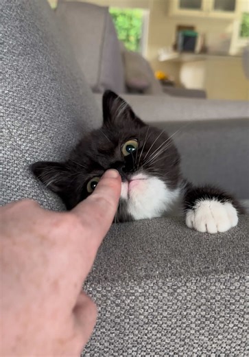 Captivating Moments with Cute Persian Cats