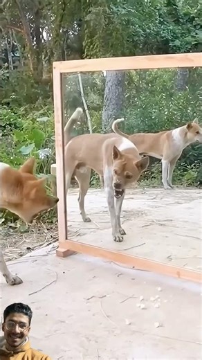 Dog Sees Himself in Mirror for First Time - HILARIOUS Reaction! #faint #gagreel #funniestvideo