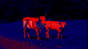 Cows and calfs in the pasture. Scanning the animal's body temperature with a thermal imager