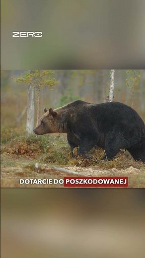 NIEDŹWIEDZIE ATAKUJĄ W BIESZCZADACH