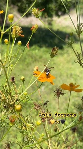 APIS DORSATA | HONEY BEE | WILD HONEY BEE | FERAL WILD BEE | COBRA TEAM DAVAO | COBRA PRINCE