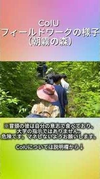 CoIU 朝霧の森でのフィールドワークの様子 #coiu #探求学習