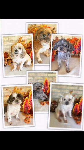 4.2K views · 111 reactions | Lone Star Shih Tzu & Lhasa Apso Rescue on Reels | Facebook