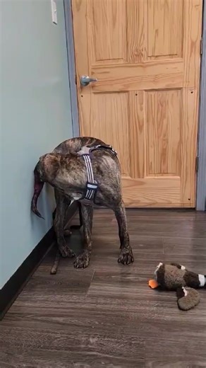 25K views · 715 reactions |  Help Alex Find Relief  Alex needs our...