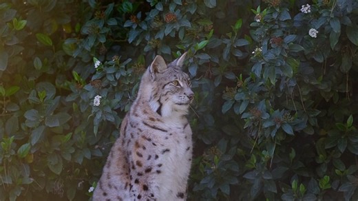 Lynx, Animal, Cat. Free Stock Video