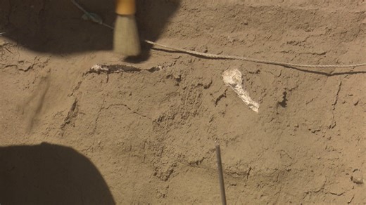 Tri-Cities volunteers slowly digging up mammoth remains