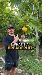 7.4K views · 11K reactions | Have you ever heard of the Breadfruit...
