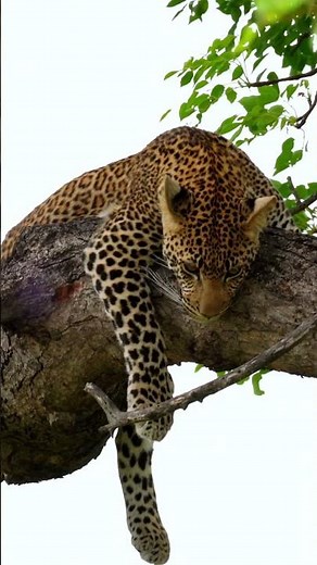 Leopard on a tree in Kruger National Park, South Africa.